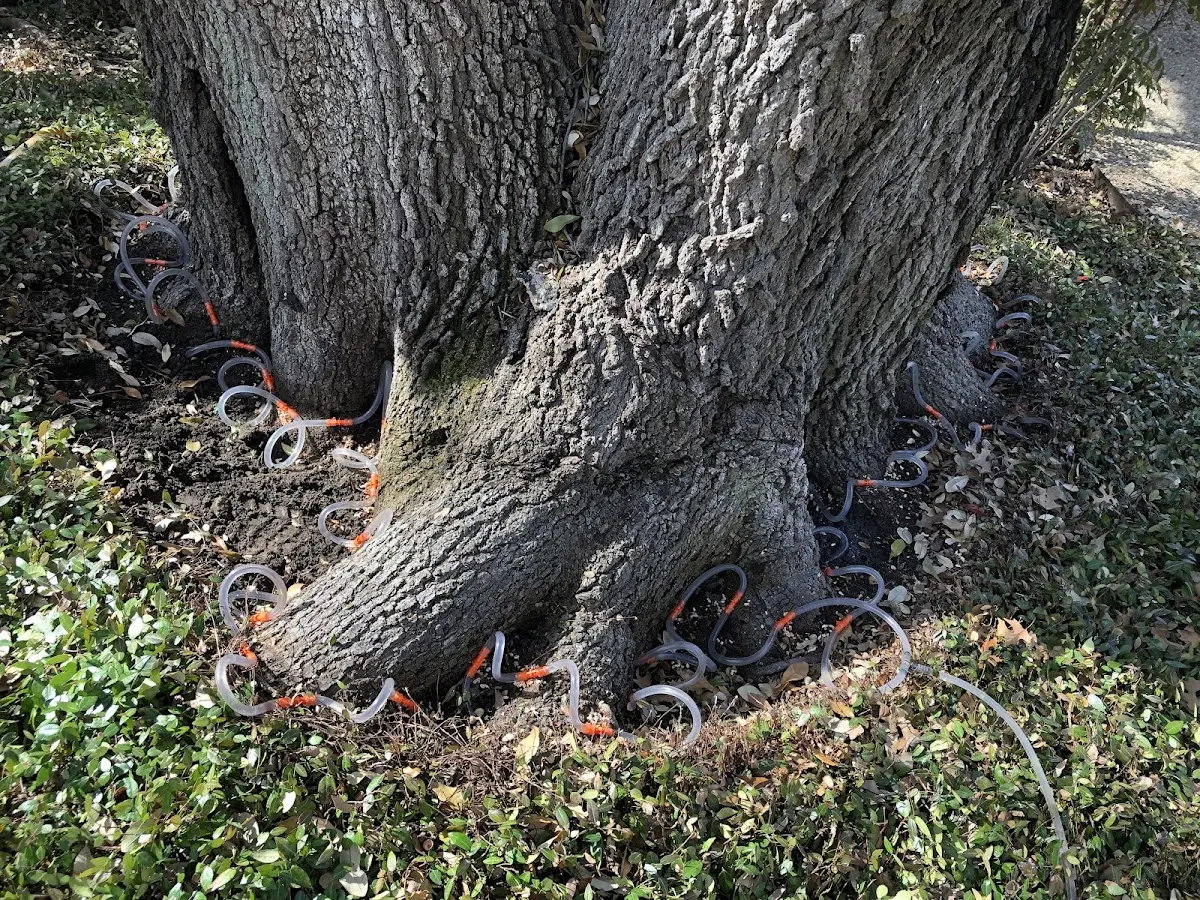 Detailed Tree Cabling and Bracing job site in Cottonwood Falls