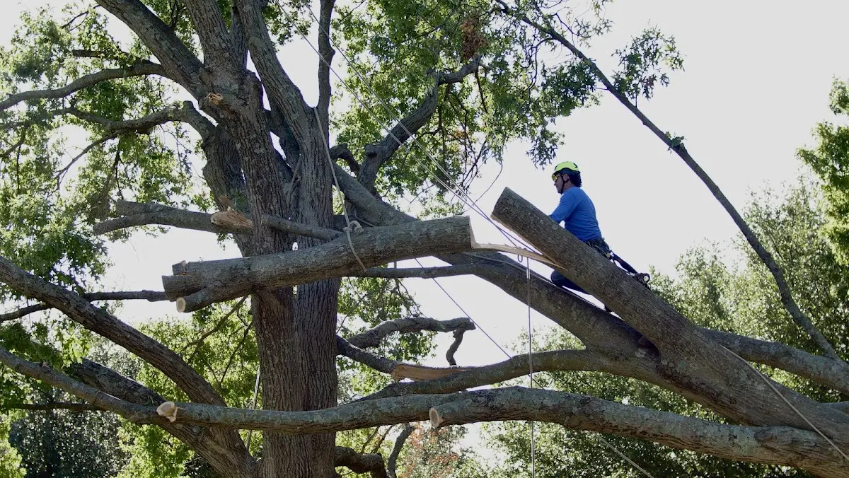 Professional Crown Thinning performed by certified arborists in Cottonwood Falls