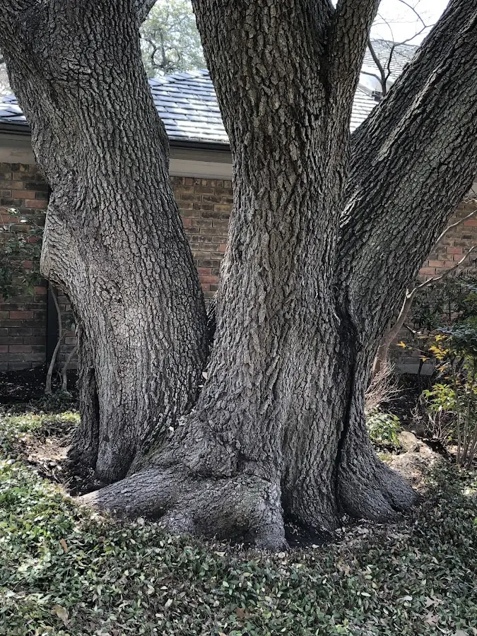 Mature heritage tree close to a Cottonwood Falls property cared for by certified arborists